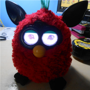 Black Cherry with Diva Personality