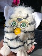 Yellowed Zebra