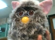 Owl with brown eyes