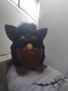 Gorilla with closed eyes