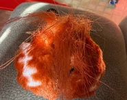 Screenshot 2025-10-25-18-16-05-025 com.influenster-edit.jpg (618 KB) Foo-Tee with its ears closed