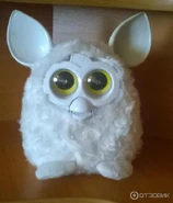 A white Pixy with a white beak