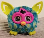 The front view of a Peacock Furbling (photo by @moddad on Tumblr)