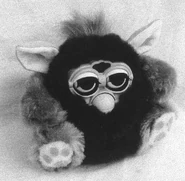 Another photo of Furdy 2