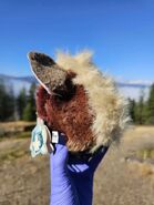 Faded Skunk’s back