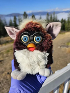 Faded Skunk Furby (it’s turning maroon)