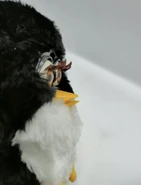 Ufobie penguin2.jpg (32 KB)