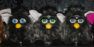 Mink Fubys with grey, neon green, and neon blue eyes