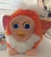 Possible Orange hair baly