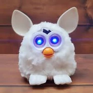 White Phoebe functioning