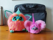 Flo-Flo and a Coral Hey Furby