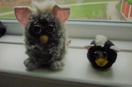 An Owl Furby and a Hoody Pet