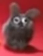 BLACK.png (38 KB) Very Rare Black Chilla Chilla Variant