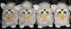Champagne furby online