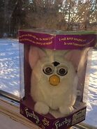 A Boxed Canadian Snowball (Brown Eyes)