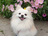 Temmie