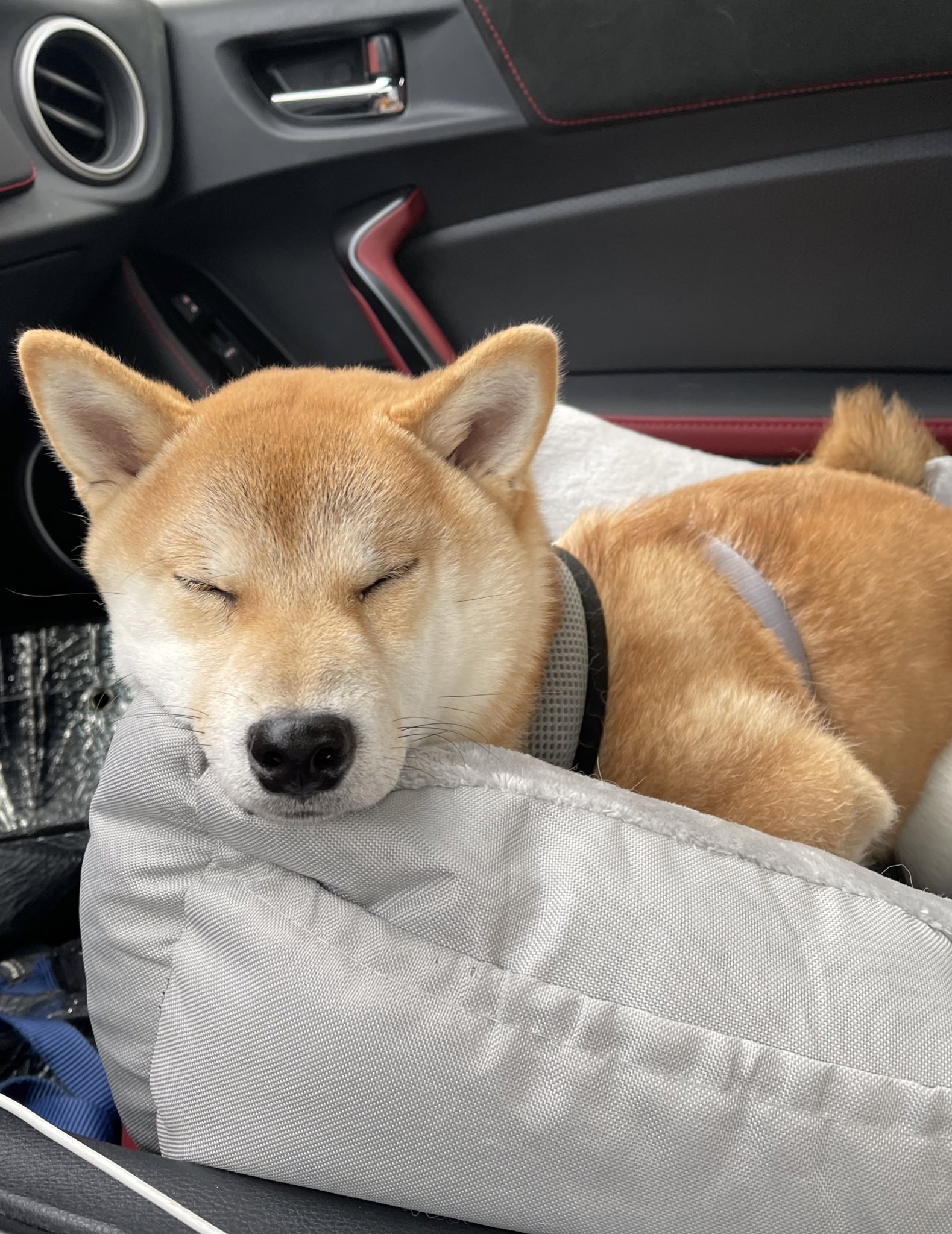 Shiba Inu  The Fandom Post