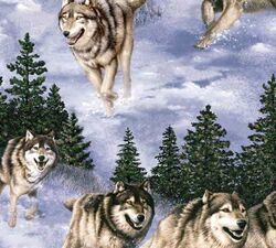 Vip wolves running 4x4.jpg