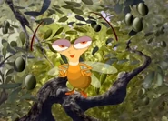 The cicada prepares to attract other cicadas to the area