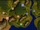 Tenne Plains