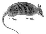 West Canaan Wizards/Armadillos