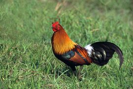 Assam-coq-bankiva-gallus-gallus-kaziranga-ass11