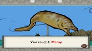 Moray