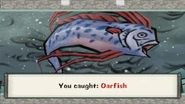 Oarfish