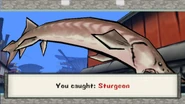 Sturgeon
