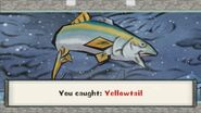 Yellowtail