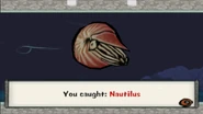 Nautilus