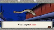 Loach