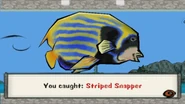 Striped snapper