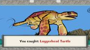 Loggerhead turtle