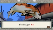 Koi