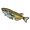 Killifish icon