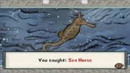 Sea horse