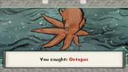 Octopus