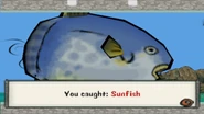 Sunfish
