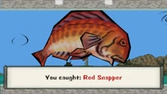Red snapper