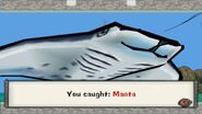 Manta