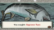 Supreme tuna