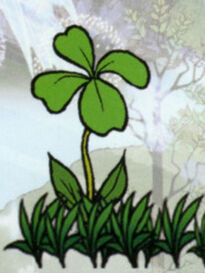 File:Clover.jpg - Wikipedia