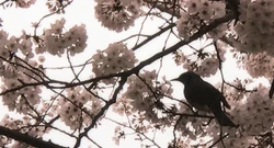 The image previously displayed on Deep-Sea Prisoner's About section on her website.