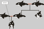 Orca family tree.