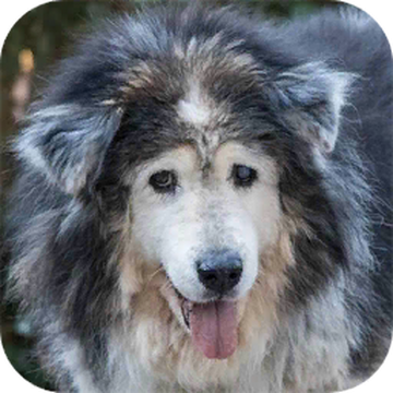 https://static.wikia.nocookie.net/old-friends-dog-sanctuary/images/b/b7/Resident_Profile_Leo_RealLife.png/revision/latest/scale-to-width/360?cb=20210423213158