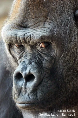 Ramses I | Oldest Animals Wiki | Fandom