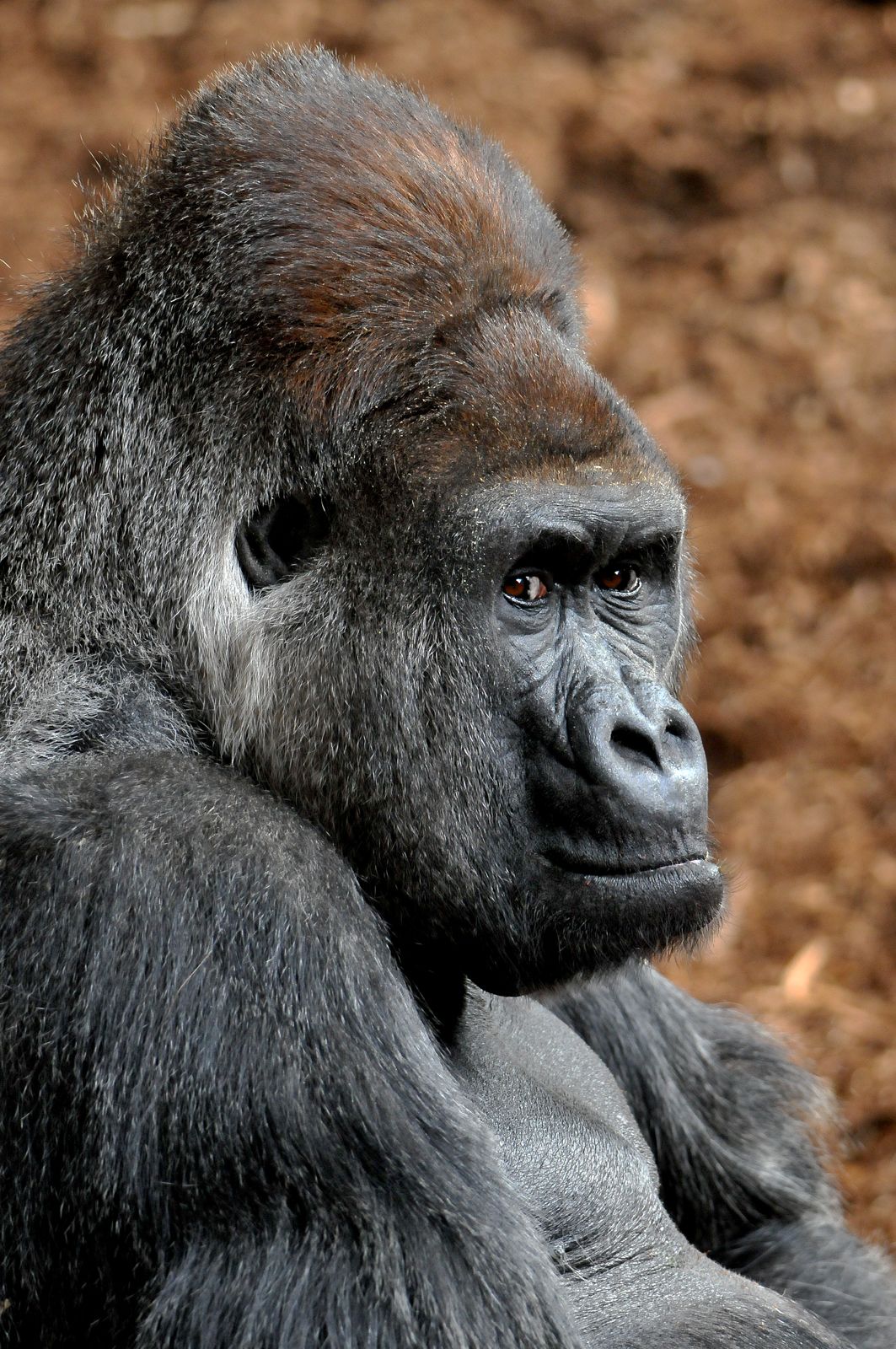 Gorilla - Wikipedia