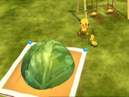 Big brussels sprout on the sandbox.png