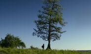 Thalias's pine tree as seen in the Disney+ adaptation.